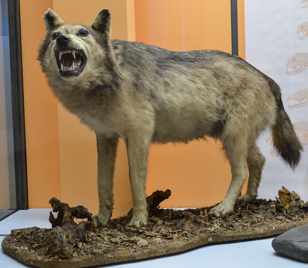 Der Eifelwolf im Museum Koenig.