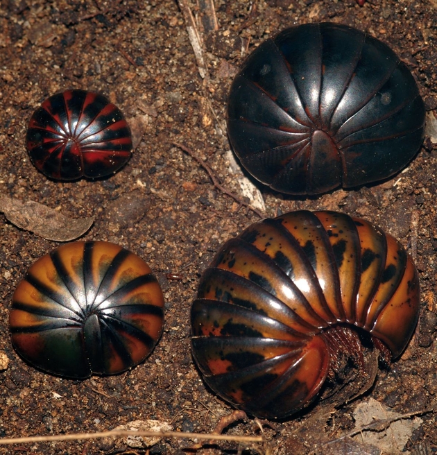 Farbmorphen des zirpenden Riesenkuglers (Sphaeromimus musicus), sowie eine ähnlich ausschauende Art