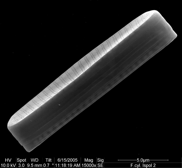Fragillariopsis cylindrus. Rasterelektronenmikroskopische Aufnahme von Gerhard S. Dieckmann.