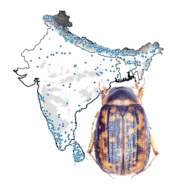 Titelbild der Monographie: Der "Mini-Maikäfer" Neoserica fusiforceps Ahrens & Fabrizi, 2016, vor einer Karte mit den Fundpunkten des im Rahmen der Indien-Fauna ausgewerteten Käfer-Materials (© ZFMK 2016)