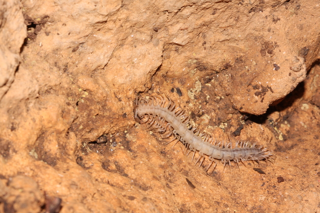 Der durchsichtige 'Gespenster-Drachentausendfüßer', Desmoxytes similis zeigt eine andere Anpassungen, der für Bodentiere in einer Höhle typisch sind: der komplette Verlust der Pigmentierung gibt der Art ein geisterhaftes Aussehen.