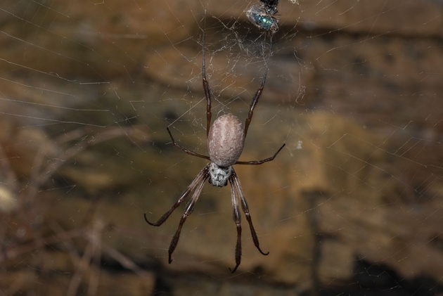 Australische Seidenproduzentin unter den Spinnen: Nephila edulis