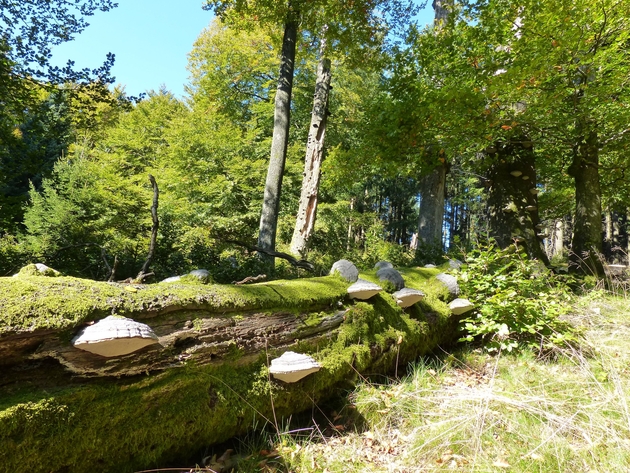 Naturwaldreservat Ruppelstein