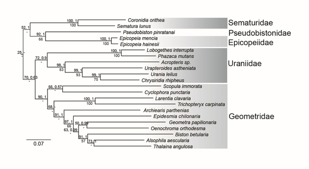 Das Kladogramm zeigt die verwandtschaftliche Stellung von Pseudobiston pinratanai innerhalb der Geometroidea.  Urhebervermerk: Rajaei et al. 2015