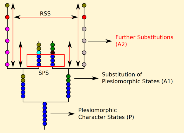 Accumulation Plesiomorphic Characters LBA