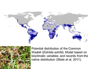 Distribution map of the Common Waxbill