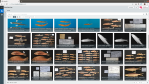 Digitalisierung der Fisch Sammlung