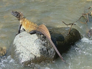 Ein prächtiges Männchen der Sulawesi-Segelechse (Hydrosaurus celebensis). Die kleinen „Wasserdrachen“ sind häufig in der Nähe von Flüssen anzutreffen. Foto: Andrea Gläßer-Trobisch & Dietmar Trobisch. 