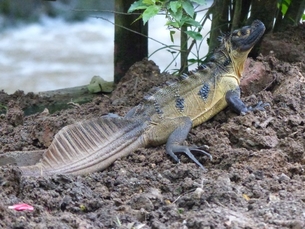Dieses Männchen der Makassar-Segelechse (Hydrosaurus microlophus) trägt die typischerweise vielen stark vergrößerten, dunklen Schuppen auf der hellen Körperseite zur Schau. Foto: Andrea Gläßer-Trobisch & Dietmar Trobisch.