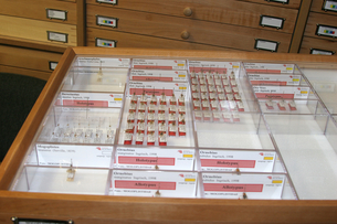 Insect drawer from Hymenoptera collection