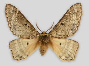 Eines der raren Museumsexemplare von Pseudobiston pinratanai befindet sich in der Schmetterlingssammlung des Staatlichen Museums für Naturkunde Stuttgart. Urhebervermerk: SMNS