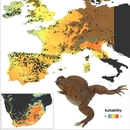 Rund zwei Millionen km2 sind als potenziell mögliches Habitat für den Afrikanischen Krallenfrosch in Europa vorhergesagt (Abb. oben). Zur Überprüfung der Korrektheit der mechanistischen Modelle haben die Forscher auch die Verbreitung der Art in ihrem natürlichen Lebensraum im südlichen Afrika korrekt vorhergesagt (in der Abbildung unten links).