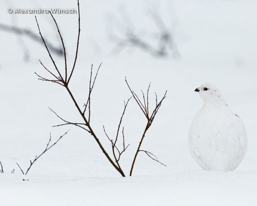 Vogel und Ast im Schnee
