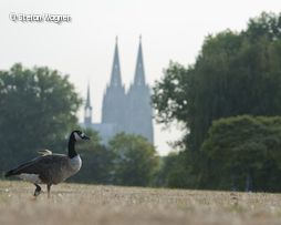 Gans auf Feld mit Kirche im Hintergrund