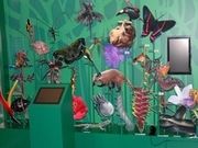 Grüne Wand mit vielen verschiedenen Tierpräparaten davor