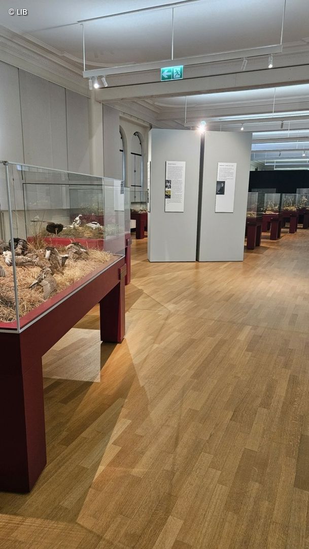 Museumsvitrinen