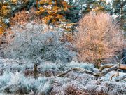 Landschaft mit Frost überzogen