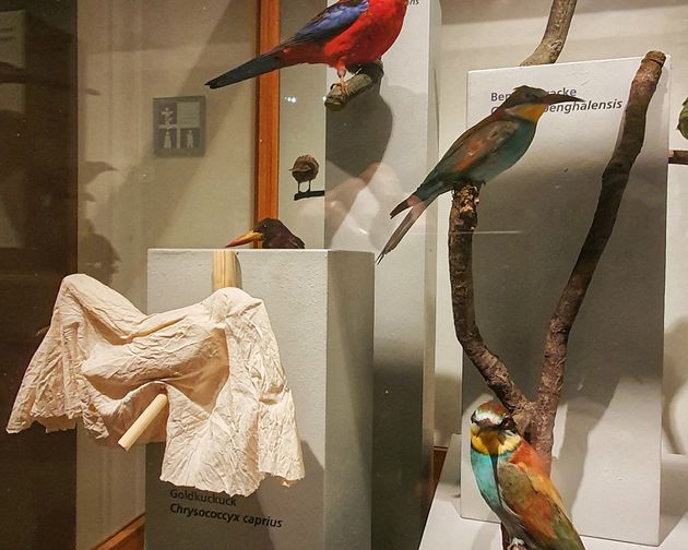 Enterventionale Ausstellungsraum mit Vögeln