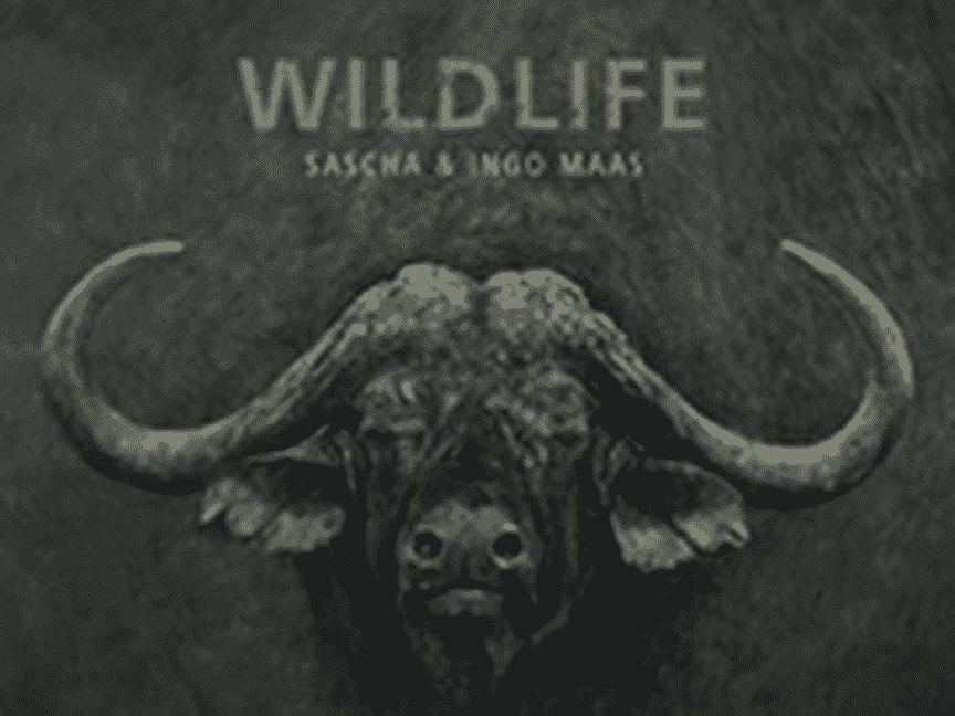 Wildlife Logo & Bullen-Kopf