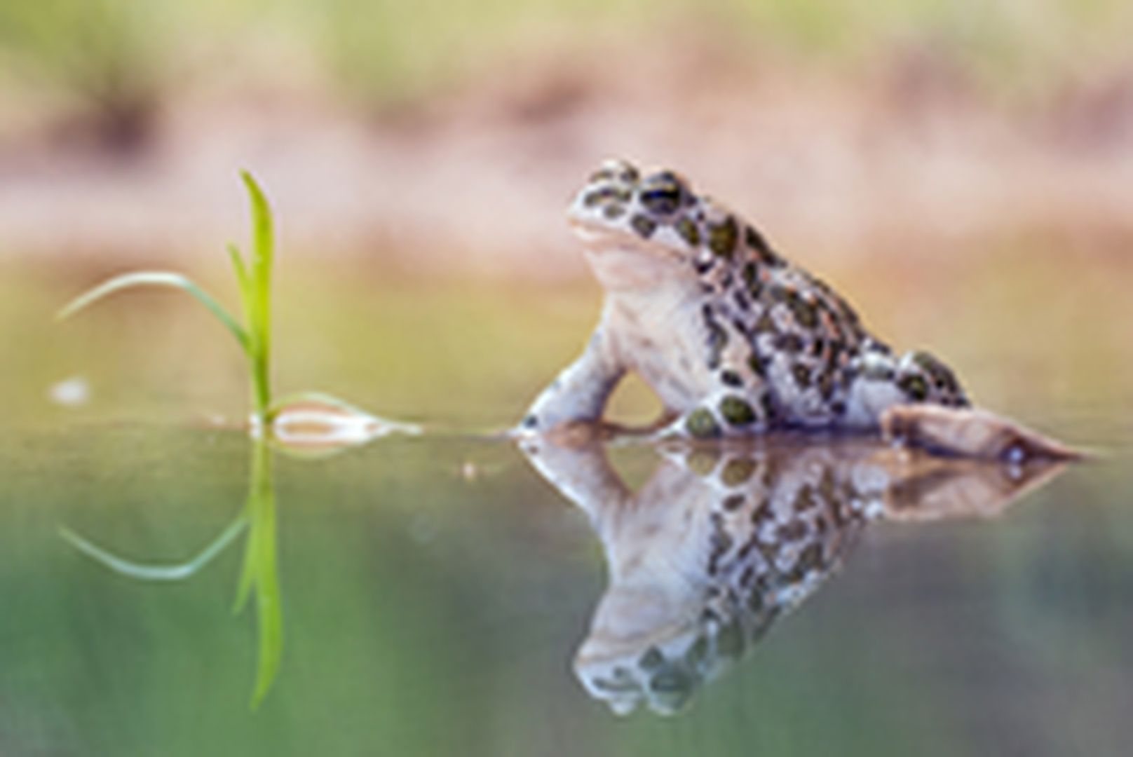 Frosch auf Wasseroberfläche