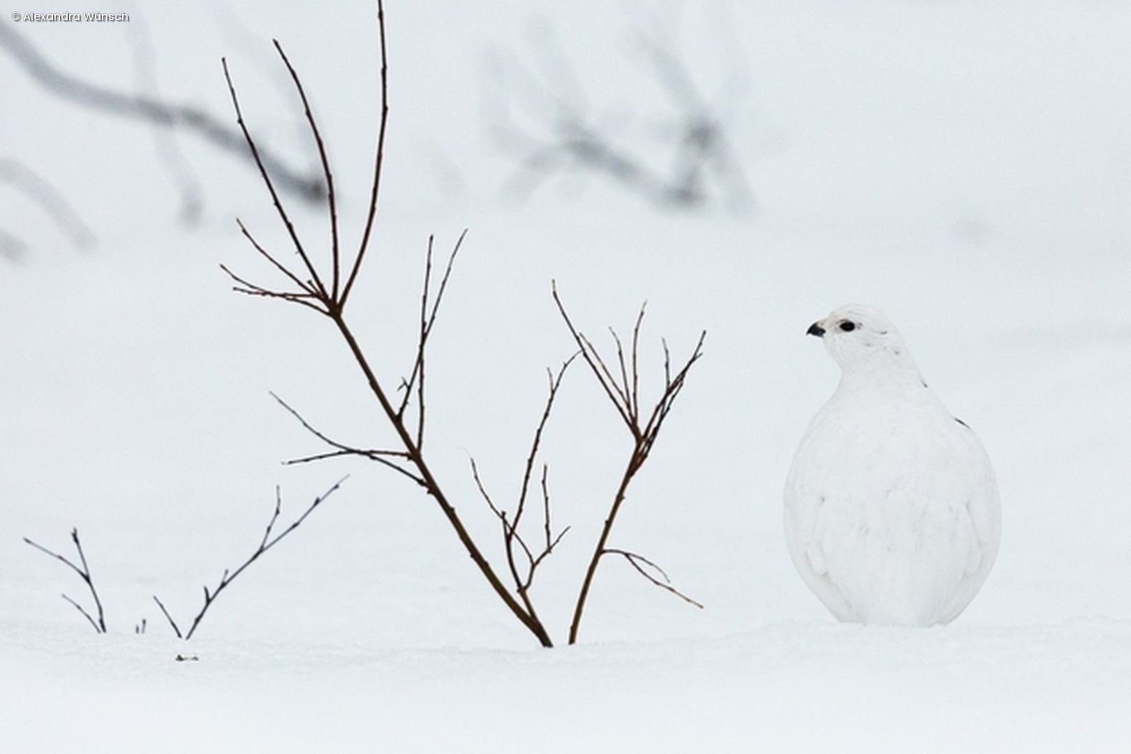 Vogel und Ast im Schnee