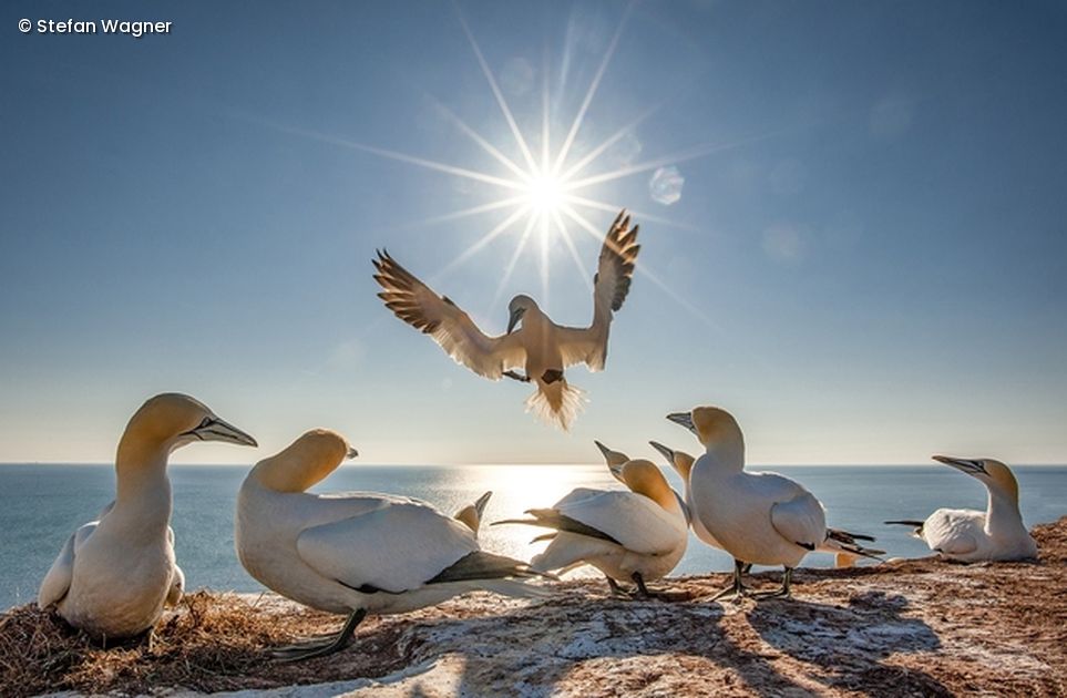 Vögel am Strand