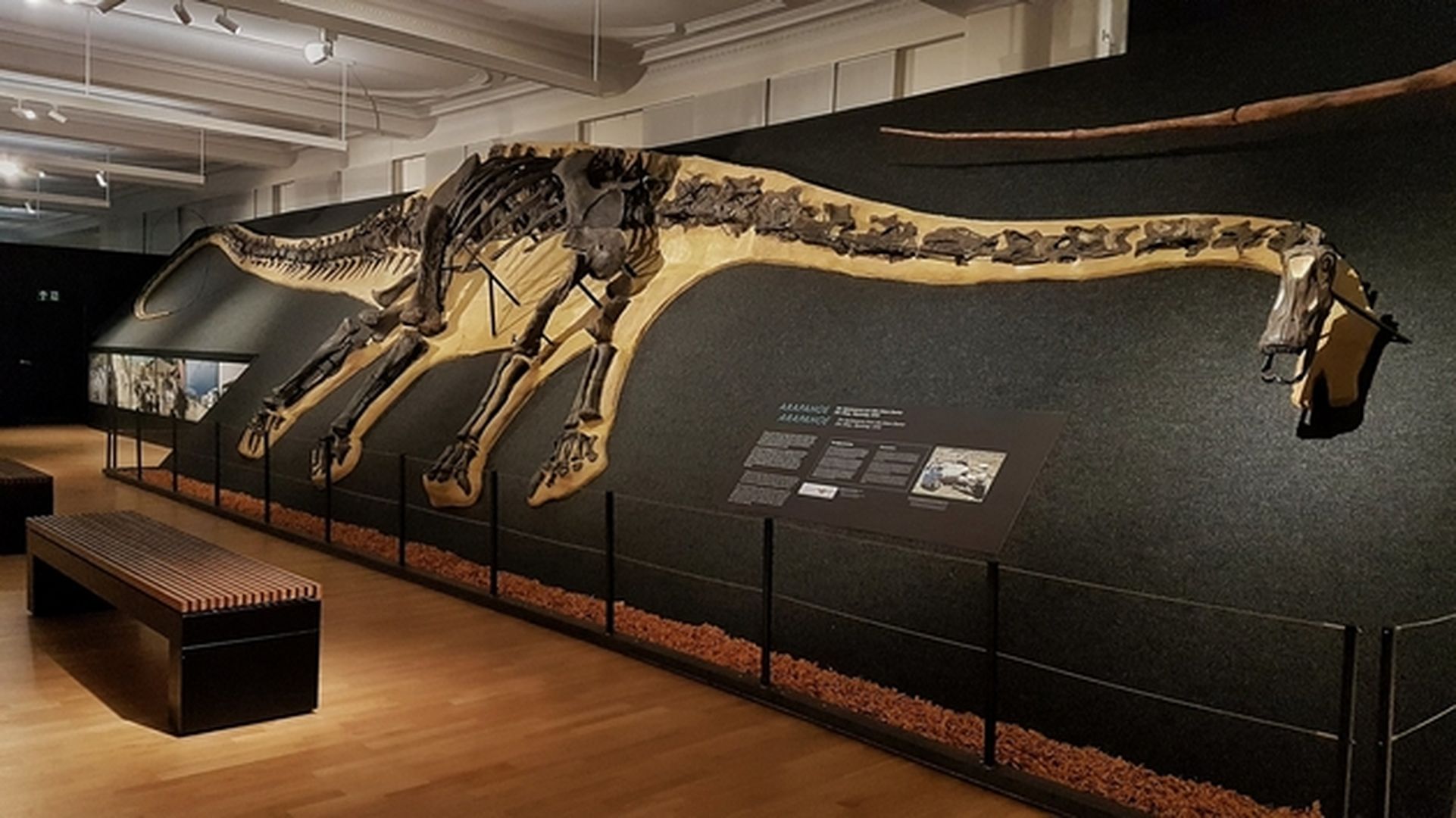 Ausstellungsraum mit Dino-Skelett