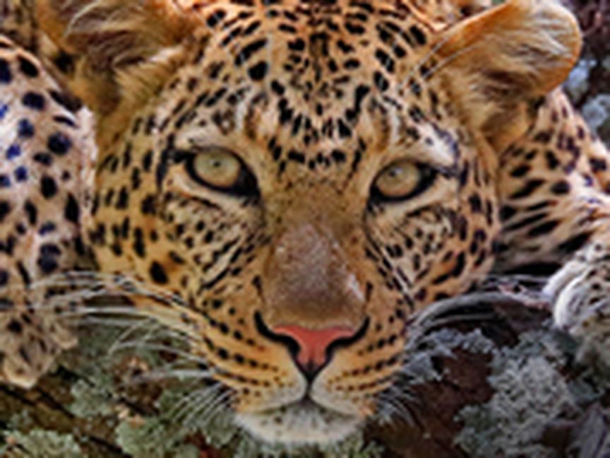 Leopard