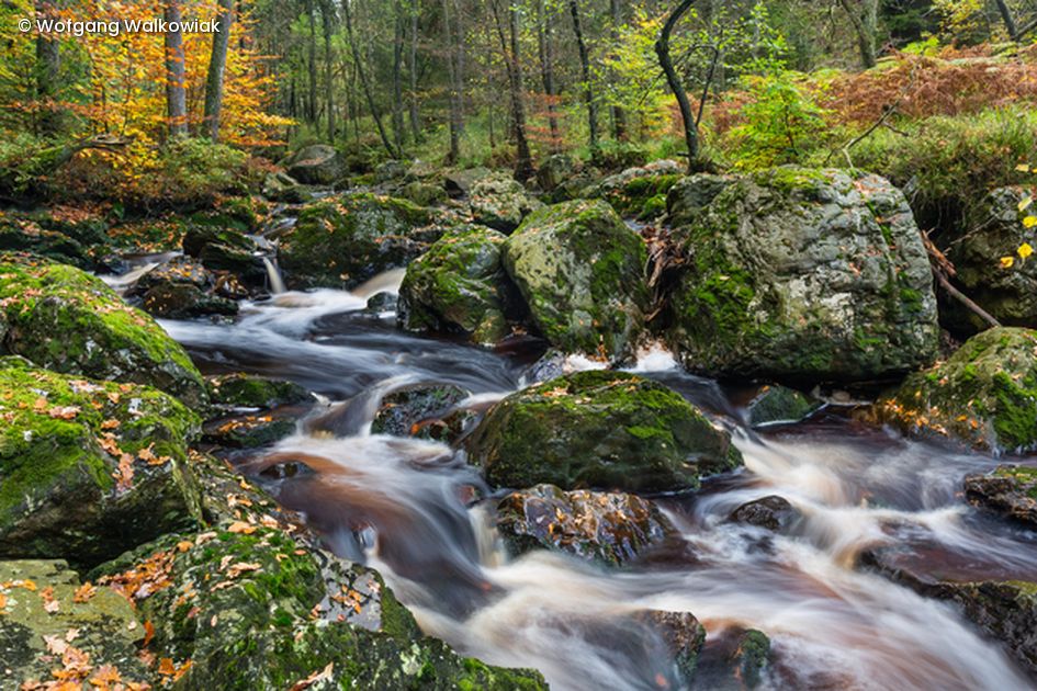 Wasser fließt durch Steine in Wald