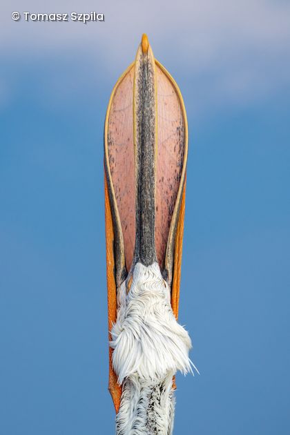 Vogelkopf