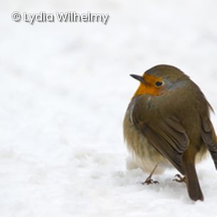Rotkehlchen im Schnee