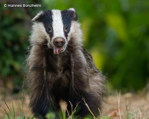 Dachs streckt Zunge heraus
