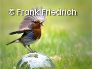 Rotkehlchen