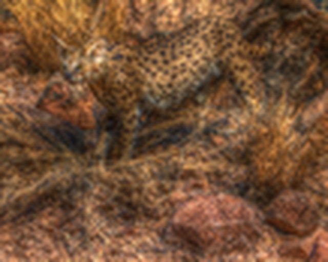 Leoparden Präparat 
