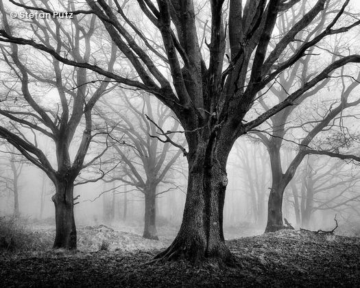 Geisterwald Wahner Heide