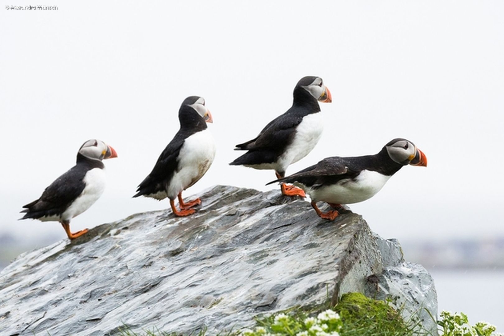 Gruppe von Vögeln auf Fels
