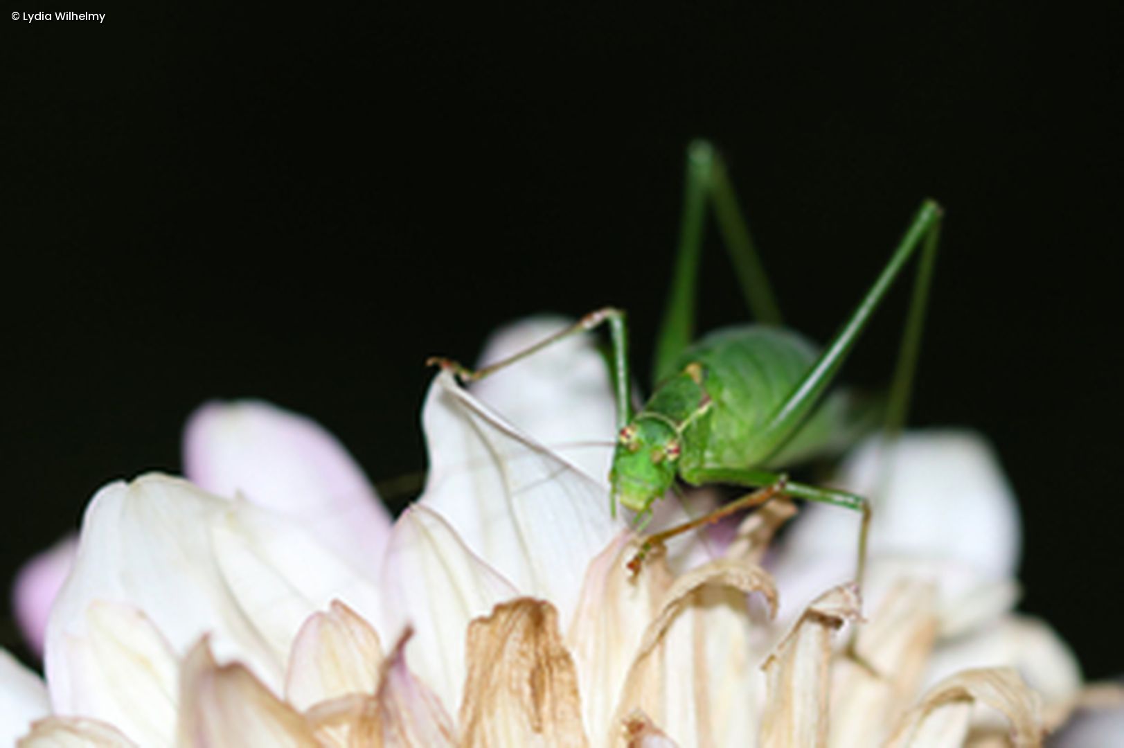 Grashüpfer auf Blüte