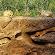 Querschnitt eines Bodens mit Mäusen