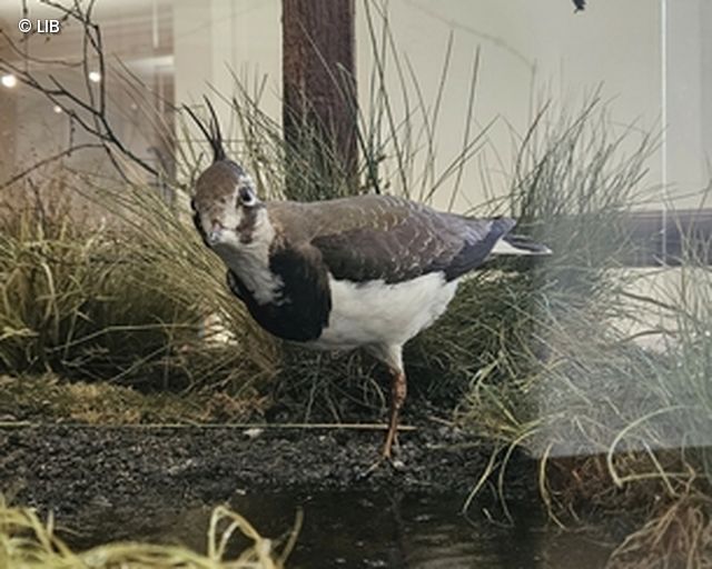 Vogelpräparat