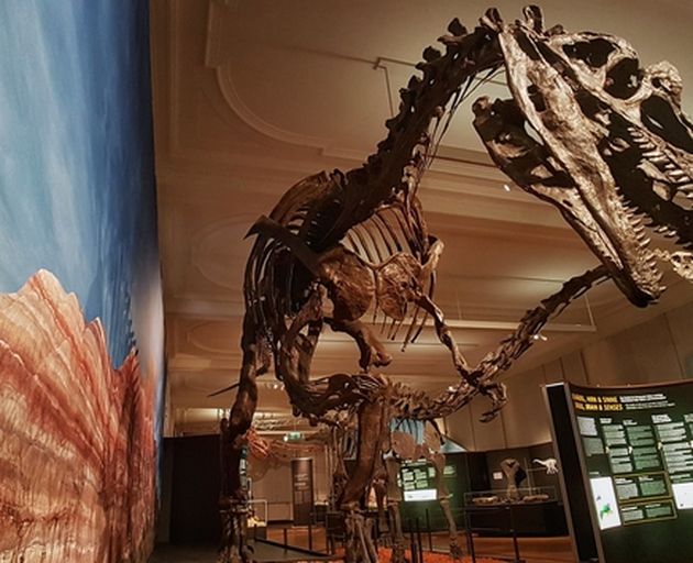 Ausstellungsraum mit Dino-Skelett
