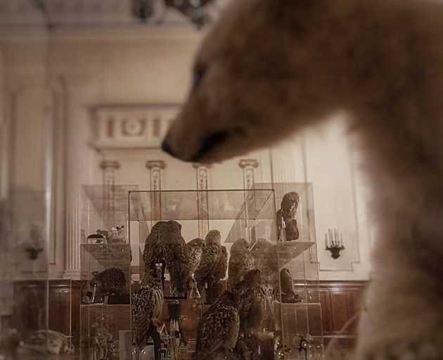 Eisbären Präparat in Ausstellungsraum