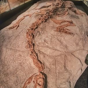 Dino Fossil