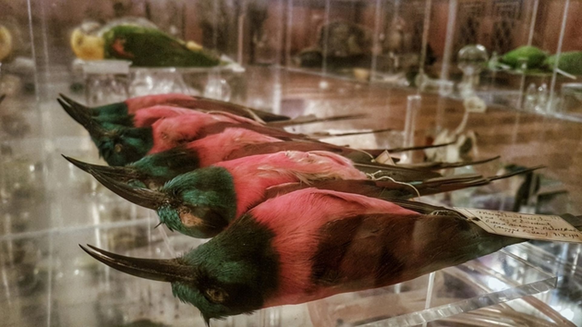 Vogelpräparate in Ausstellungsraum