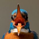 Eisvogel mit offenem Schnabel