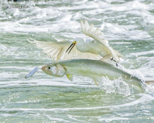 Fisch springt aus Wasser und Reiher greift nach ihm