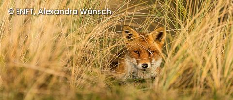Alexandra Wünsch Fuchs