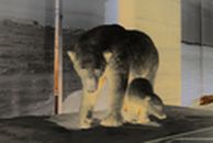 Eisbär Präparat