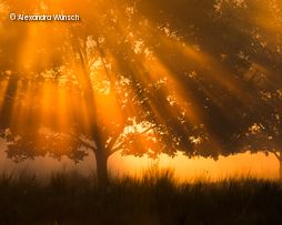 Sonnenstrahlen scheinen durch Bäume