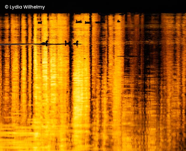Sonnenuntergang spiegel sich auf Seeoberfläche, Enten schwimmen im See