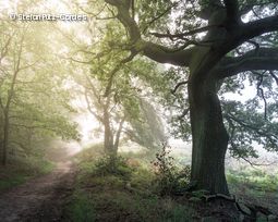 Sonne strahlt durch Bäume in Wald